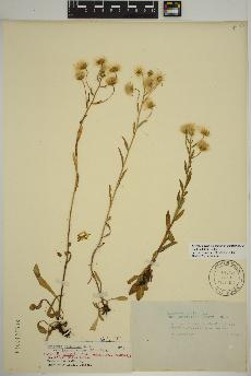 spécimen de Erigeron acris