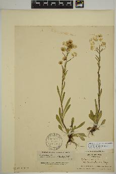 spécimen de Erigeron acris