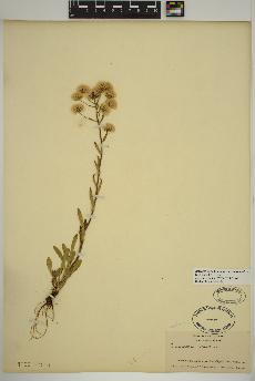 spécimen de Erigeron acris