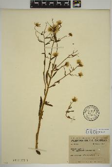 spécimen de Erigeron acris