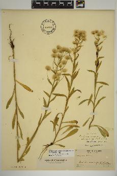 spécimen de Erigeron acris