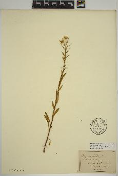 spécimen de Erigeron acris