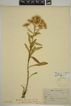 spécimen de Erigeron acris