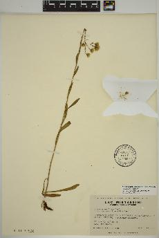 spécimen de Erigeron acris