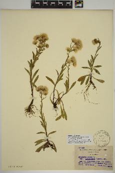 spécimen de Erigeron acris