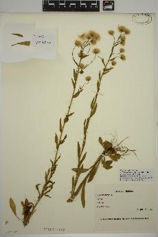 spécimen de Erigeron acris