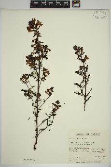 spécimen de Pedicularis palustris