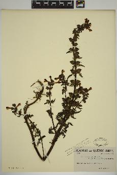 spécimen de Pedicularis palustris