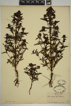 spécimen de Pedicularis palustris