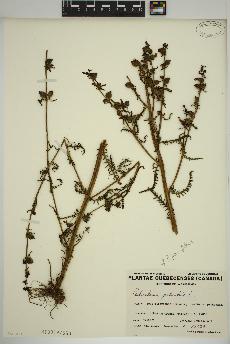 spécimen de Pedicularis parviflora