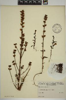 spécimen de Pedicularis palustris