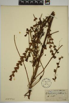 spécimen de Pedicularis palustris