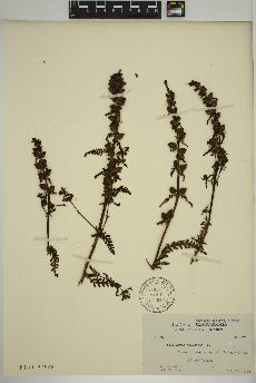 spécimen de Pedicularis palustris