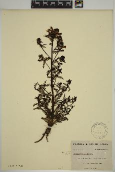 spécimen de Pedicularis palustris