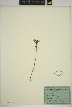 spécimen de Pedicularis 