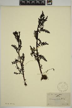 spécimen de Pedicularis palustris