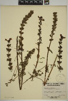 spécimen de Pedicularis palustris