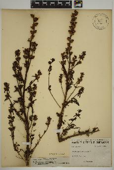 spécimen de Pedicularis palustris