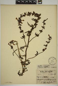 spécimen de Pedicularis palustris