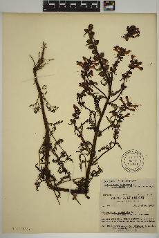 spécimen de Pedicularis palustris