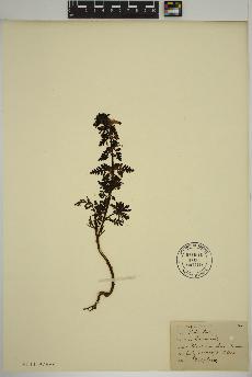 spécimen de Pedicularis 