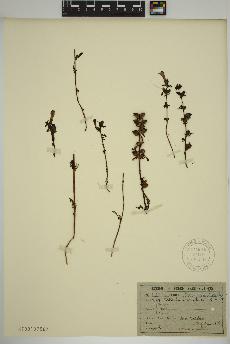 spécimen de Pedicularis parviflora