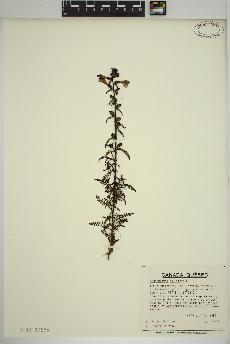 spécimen de Pedicularis palustris