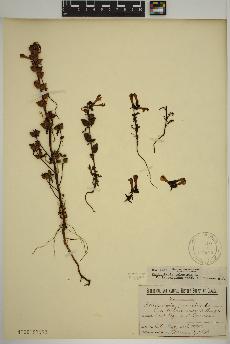 spécimen de Pedicularis palustris