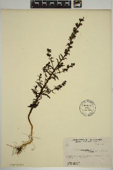 spécimen de Pedicularis palustris