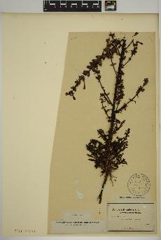 spécimen de Pedicularis palustris