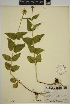 spécimen de Heliopsis scabra