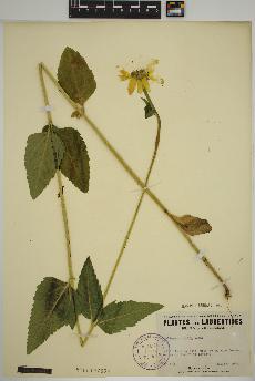 spécimen de Heliopsis scabra