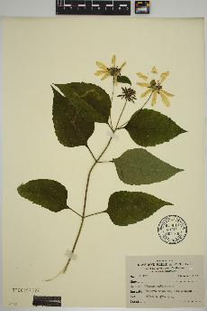 spécimen de Heliopsis helianthoides