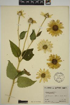 spécimen de Heliopsis scabra