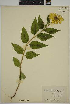 spécimen de Heliopsis helianthoides