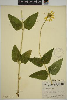 spécimen de Heliopsis scabra