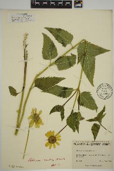 spécimen de Heliopsis scabra