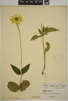 spécimen de Heliopsis helianthoides