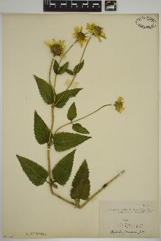 spécimen de Heliopsis helianthoides