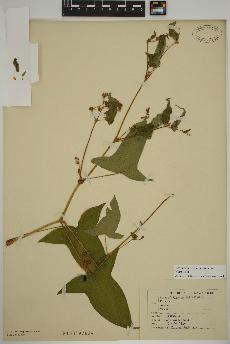 spécimen de Persicaria arifolia