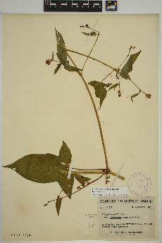 spécimen de Persicaria arifolia