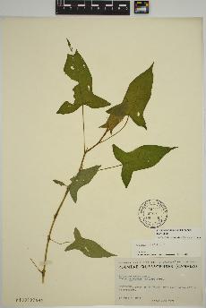 spécimen de Persicaria arifolia