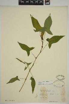 spécimen de Persicaria arifolia