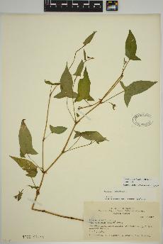 spécimen de Persicaria arifolia