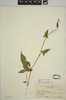 spécimen de Persicaria arifolia