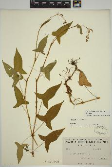 spécimen de Persicaria arifolia