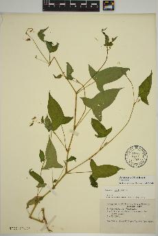 spécimen de Persicaria arifolia