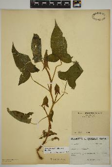 spécimen de Persicaria arifolia