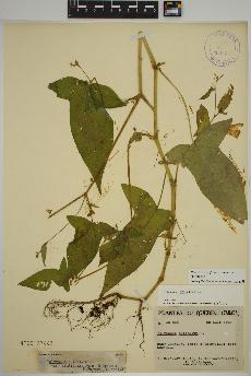 spécimen de Persicaria arifolia