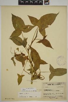 spécimen de Persicaria arifolia